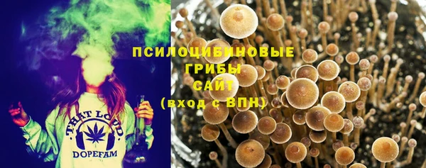 стаф Богданович